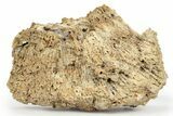 Agatized Fossil Coral Geode - Florida #250949-2